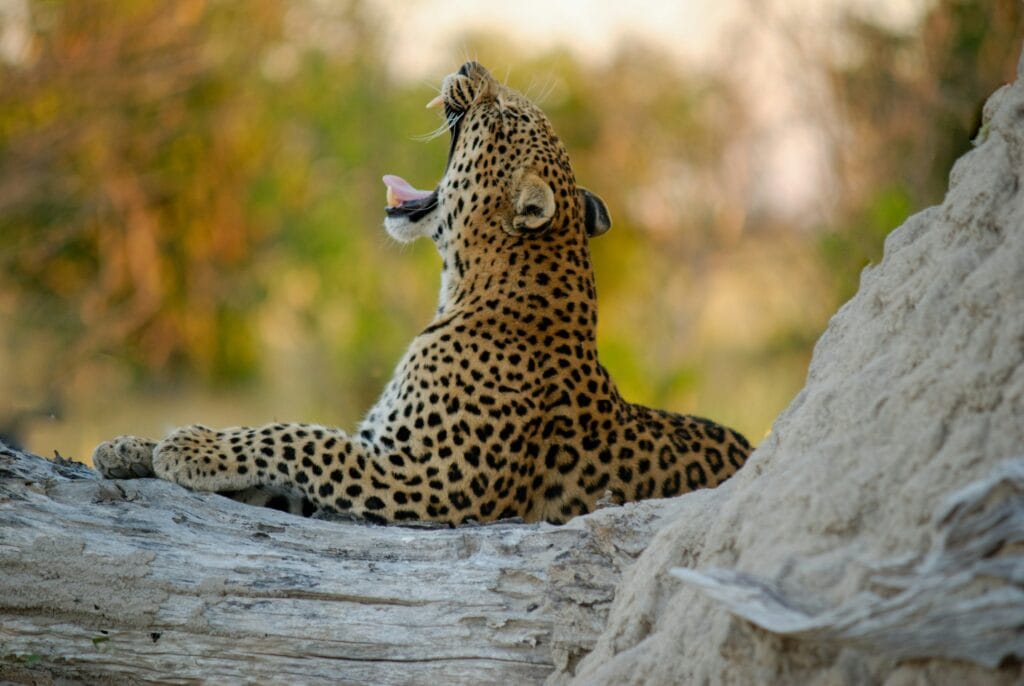 Leopard yawning while resting on a fallen tree trunk in Botswana’s Okavango Delta at sunset