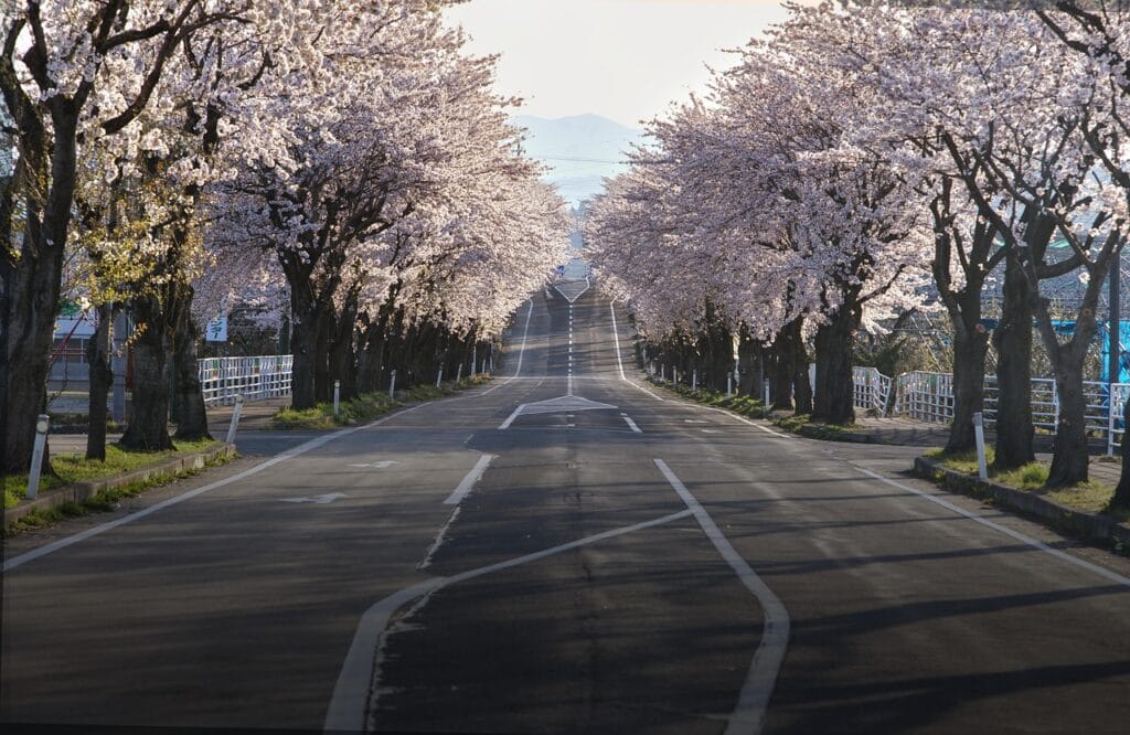 Cherry blossom sakura petals covering tree-lined road in Japan, pink flowers Tokyo Kyoto, hanami festival spring March