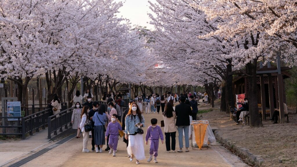 Crowds of people walking beneath a canopy of light pink cherry blossom trees in Seoul, South Korea.