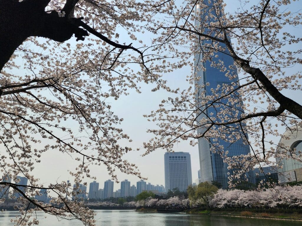 A high-angle view of pink cherry blossoms in full bloom framing the Lotte World Tower and Seokchon Lake in Seoul.