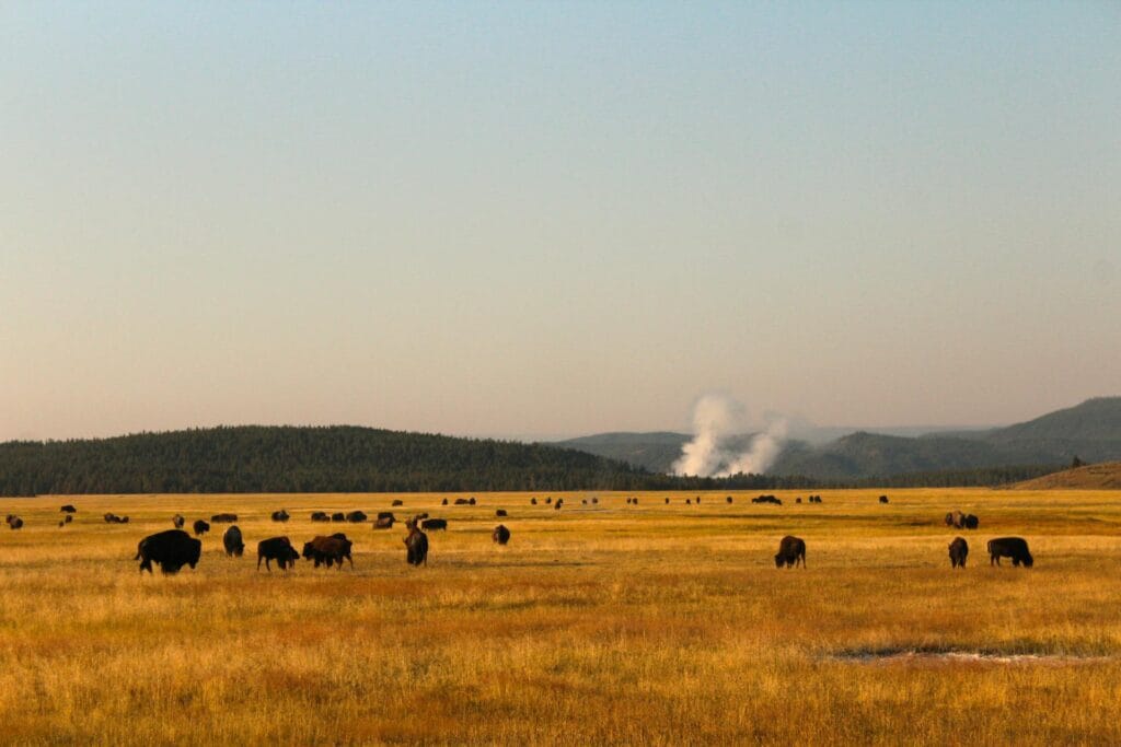 A large American bison grazing in the tall grass during a golden sunset in Yellowstone National Park.