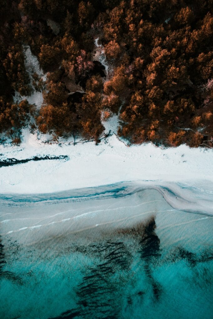 Aerial photography of brown trees beside a pristine white sand beach and clear water on Bornholm island.